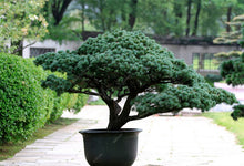 Load image into Gallery viewer, 50 Pcs Chinese Rare Evergreen Cedar Plant Bonsai Beautiful Indoor Decoration Natural Perennial Authentic Pine evergreen plants