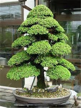 Load image into Gallery viewer, 50 Pcs Chinese Rare Evergreen Cedar Plant Bonsai Beautiful Indoor Decoration Natural Perennial Authentic Pine evergreen plants