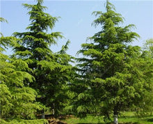 Load image into Gallery viewer, 50 Pcs Chinese Rare Evergreen Cedar Plant Bonsai Beautiful Indoor Decoration Natural Perennial Authentic Pine evergreen plants