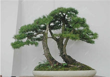 Load image into Gallery viewer, 50 Pcs Chinese Rare Evergreen Cedar Plant Bonsai Beautiful Indoor Decoration Natural Perennial Authentic Pine evergreen plants