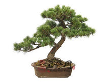 Load image into Gallery viewer, 50 Pcs Chinese Rare Evergreen Cedar Plant Bonsai Beautiful Indoor Decoration Natural Perennial Authentic Pine evergreen plants