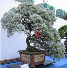 Load image into Gallery viewer, 50 Pcs Chinese Rare Evergreen Cedar Plant Bonsai Beautiful Indoor Decoration Natural Perennial Authentic Pine evergreen plants