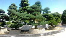 Load image into Gallery viewer, 50 Pcs Chinese Rare Evergreen Cedar Plant Bonsai Beautiful Indoor Decoration Natural Perennial Authentic Pine evergreen plants