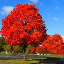 Load image into Gallery viewer, 10 pcs American Red Oak Bonsai Quercus tree Perennial Woody plants Courtyard decoration For home garden planting, Easy to Plant