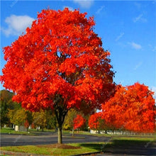 Load image into Gallery viewer, 10 pcs American Red Oak Bonsai Quercus tree Perennial Woody plants Courtyard decoration For home garden planting, Easy to Plant