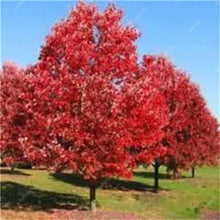 Load image into Gallery viewer, 10 pcs American Red Oak Bonsai Quercus tree Perennial Woody plants Courtyard decoration For home garden planting, Easy to Plant