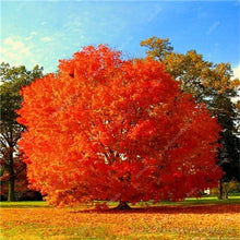 Load image into Gallery viewer, 10 pcs American Red Oak Bonsai Quercus tree Perennial Woody plants Courtyard decoration For home garden planting, Easy to Plant