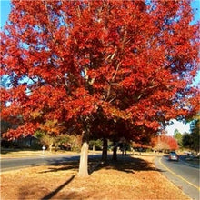 Load image into Gallery viewer, 10 pcs American Red Oak Bonsai Quercus tree Perennial Woody plants Courtyard decoration For home garden planting, Easy to Plant
