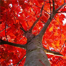 Load image into Gallery viewer, 10 pcs American Red Oak Bonsai Quercus tree Perennial Woody plants Courtyard decoration For home garden planting, Easy to Plant