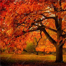 Load image into Gallery viewer, 10 pcs American Red Oak Bonsai Quercus tree Perennial Woody plants Courtyard decoration For home garden planting, Easy to Plant