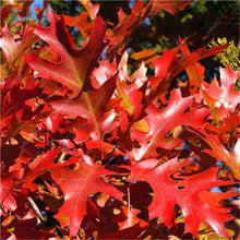 Load image into Gallery viewer, 10 pcs American Red Oak Bonsai Quercus tree Perennial Woody plants Courtyard decoration For home garden planting, Easy to Plant