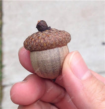 Load image into Gallery viewer, 10 pcs American Red Oak Bonsai Quercus tree Perennial Woody plants Courtyard decoration For home garden planting, Easy to Plant