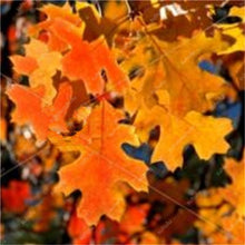 Load image into Gallery viewer, 10 pcs American Red Oak Bonsai Quercus tree Perennial Woody plants Courtyard decoration For home garden planting, Easy to Plant