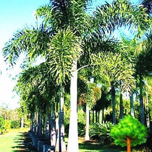Load image into Gallery viewer, 10 pcs Palm Flores Bonsai, Ravenala Madagascariensis Chinese Fan Palm Plant,Tall Evergreen Tree Diy Garden,budding rate 97%