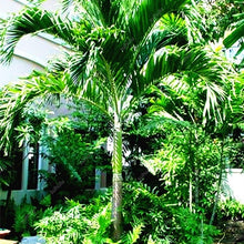 Load image into Gallery viewer, 10 pcs Palm Flores Bonsai, Ravenala Madagascariensis Chinese Fan Palm Plant,Tall Evergreen Tree Diy Garden,budding rate 97%