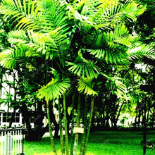 Load image into Gallery viewer, 10 pcs Palm Flores Bonsai, Ravenala Madagascariensis Chinese Fan Palm Plant,Tall Evergreen Tree Diy Garden,budding rate 97%