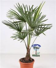 Load image into Gallery viewer, 10 pcs Palm Flores Bonsai, Ravenala Madagascariensis Chinese Fan Palm Plant,Tall Evergreen Tree Diy Garden,budding rate 97%