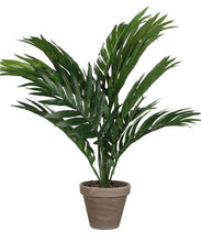 Load image into Gallery viewer, 10 pcs Palm Flores Bonsai, Ravenala Madagascariensis Chinese Fan Palm Plant,Tall Evergreen Tree Diy Garden,budding rate 97%