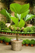 Load image into Gallery viewer, 10 pcs Palm Flores Bonsai, Ravenala Madagascariensis Chinese Fan Palm Plant,Tall Evergreen Tree Diy Garden,budding rate 97%