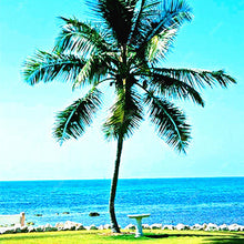 Load image into Gallery viewer, 10 pcs Palm Flores Bonsai, Ravenala Madagascariensis Chinese Fan Palm Plant,Tall Evergreen Tree Diy Garden,budding rate 97%