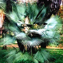 Load image into Gallery viewer, 10 pcs Palm Flores Bonsai, Ravenala Madagascariensis Chinese Fan Palm Plant,Tall Evergreen Tree Diy Garden,budding rate 97%