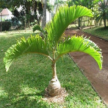 Load image into Gallery viewer, 10 pcs Palm Flores Bonsai, Ravenala Madagascariensis Chinese Fan Palm Plant,Tall Evergreen Tree Diy Garden,budding rate 97%