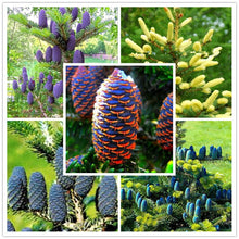 Load image into Gallery viewer, 100 pcs Korean Fir Abies Koreana Bonsai Flower Bonsai Plant DIY Home Garden Rare Purple Tree Bonsai For Home Garden Planting