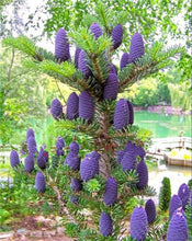Load image into Gallery viewer, 100 pcs Korean Fir Abies Koreana Bonsai Flower Bonsai Plant DIY Home Garden Rare Purple Tree Bonsai For Home Garden Planting