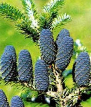 Load image into Gallery viewer, 100 pcs Korean Fir Abies Koreana Bonsai Flower Bonsai Plant DIY Home Garden Rare Purple Tree Bonsai For Home Garden Planting