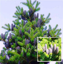 Load image into Gallery viewer, 100 pcs Korean Fir Abies Koreana Bonsai Flower Bonsai Plant DIY Home Garden Rare Purple Tree Bonsai For Home Garden Planting