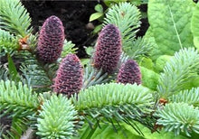 Load image into Gallery viewer, 100 pcs Korean Fir Abies Koreana Bonsai Flower Bonsai Plant DIY Home Garden Rare Purple Tree Bonsai For Home Garden Planting