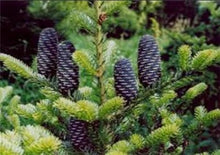 Load image into Gallery viewer, 100 pcs Korean Fir Abies Koreana Bonsai Flower Bonsai Plant DIY Home Garden Rare Purple Tree Bonsai For Home Garden Planting