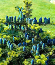 Load image into Gallery viewer, 100 pcs Korean Fir Abies Koreana Bonsai Flower Bonsai Plant DIY Home Garden Rare Purple Tree Bonsai For Home Garden Planting