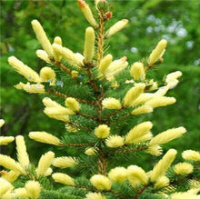 Load image into Gallery viewer, 100 pcs Korean Fir Abies Koreana Bonsai Flower Bonsai Plant DIY Home Garden Rare Purple Tree Bonsai For Home Garden Planting