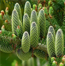 Load image into Gallery viewer, 100 pcs Korean Fir Abies Koreana Bonsai Flower Bonsai Plant DIY Home Garden Rare Purple Tree Bonsai For Home Garden Planting