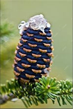Load image into Gallery viewer, 100 pcs Korean Fir Abies Koreana Bonsai Flower Bonsai Plant DIY Home Garden Rare Purple Tree Bonsai For Home Garden Planting