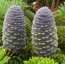 Load image into Gallery viewer, 100 pcs Korean Fir Abies Koreana Bonsai Flower Bonsai Plant DIY Home Garden Rare Purple Tree Bonsai For Home Garden Planting