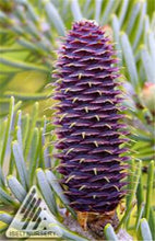 Load image into Gallery viewer, 100 pcs Korean Fir Abies Koreana Bonsai Flower Bonsai Plant DIY Home Garden Rare Purple Tree Bonsai For Home Garden Planting