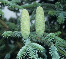 Load image into Gallery viewer, 100 pcs Korean Fir Abies Koreana Bonsai Flower Bonsai Plant DIY Home Garden Rare Purple Tree Bonsai For Home Garden Planting