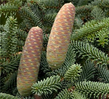 Load image into Gallery viewer, 100 pcs Korean Fir Abies Koreana Bonsai Flower Bonsai Plant DIY Home Garden Rare Purple Tree Bonsai For Home Garden Planting