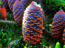 Load image into Gallery viewer, 100 pcs Korean Fir Abies Koreana Bonsai Flower Bonsai Plant DIY Home Garden Rare Purple Tree Bonsai For Home Garden Planting