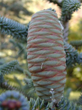Load image into Gallery viewer, 100 pcs Korean Fir Abies Koreana Bonsai Flower Bonsai Plant DIY Home Garden Rare Purple Tree Bonsai For Home Garden Planting