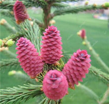 Load image into Gallery viewer, 100 pcs Korean Fir Abies Koreana Bonsai Flower Bonsai Plant DIY Home Garden Rare Purple Tree Bonsai For Home Garden Planting