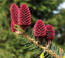 Load image into Gallery viewer, 100 pcs Korean Fir Abies Koreana Bonsai Flower Bonsai Plant DIY Home Garden Rare Purple Tree Bonsai For Home Garden Planting