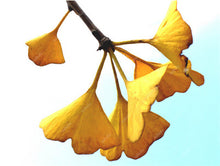 Load image into Gallery viewer, 5 Pcs Organic Ginkgo Biloba Gingko Maidenhair Tree Bonsai Nuts Bonsai Tree Grown Heirloom Bonsai Plant Pot For Home Garden