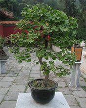 Load image into Gallery viewer, 5 Pcs Organic Ginkgo Biloba Gingko Maidenhair Tree Bonsai Nuts Bonsai Tree Grown Heirloom Bonsai Plant Pot For Home Garden