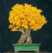 Load image into Gallery viewer, 5 Pcs Organic Ginkgo Biloba Gingko Maidenhair Tree Bonsai Nuts Bonsai Tree Grown Heirloom Bonsai Plant Pot For Home Garden