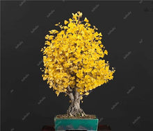 Load image into Gallery viewer, 5 Pcs Organic Ginkgo Biloba Gingko Maidenhair Tree Bonsai Nuts Bonsai Tree Grown Heirloom Bonsai Plant Pot For Home Garden