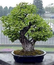 Load image into Gallery viewer, 5 Pcs Organic Ginkgo Biloba Gingko Maidenhair Tree Bonsai Nuts Bonsai Tree Grown Heirloom Bonsai Plant Pot For Home Garden