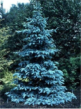 Load image into Gallery viewer, 100 Pcs Tree Bonsai Rare Evergreen Colorado Blue Spruce Bonsai Picea Pungens Glauca Good For Growing In Pots Flower Pot Planters